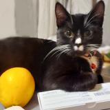 Foto del gato perdido en Choisy Le Roi