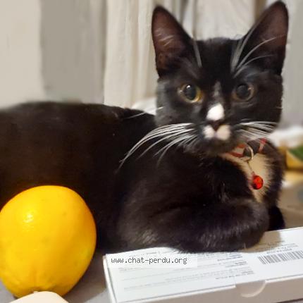 Foto 1/1 Pilou Chat perdido en Choisy le roi