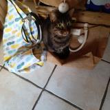 Foto del gato perdido en Vacqueyras