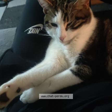 Foto 1/1 BOOMY Chat perdido en Besancon