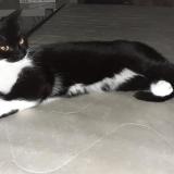 Foto del gato perdido en Berson