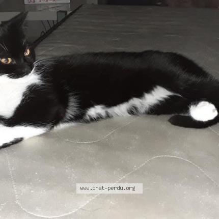 Foto 1/1 mimine Chat perdido en Berson