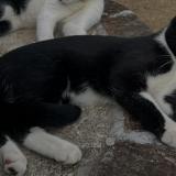 Foto del gato perdido en Isneauville