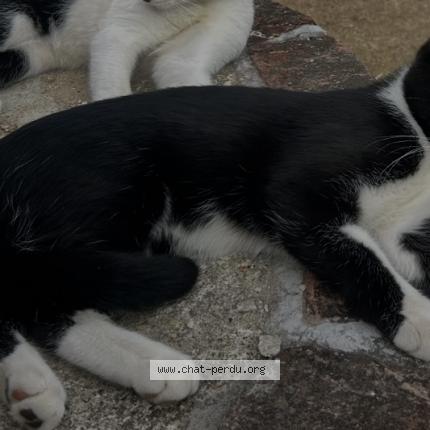 Foto 1/1 Naxos Chat perdido en Isneauville