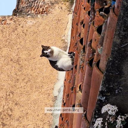 Foto 1/1 Gato encontrado Encontrado en Castres