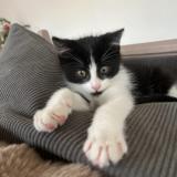 Foto del gato perdido en Touquet Paris Plage