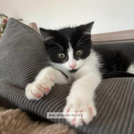 Foto 1/1 Carlos Chat perdido en Touquet paris plage