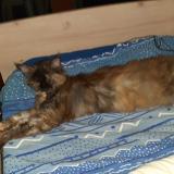 Foto del gato perdido en Teille