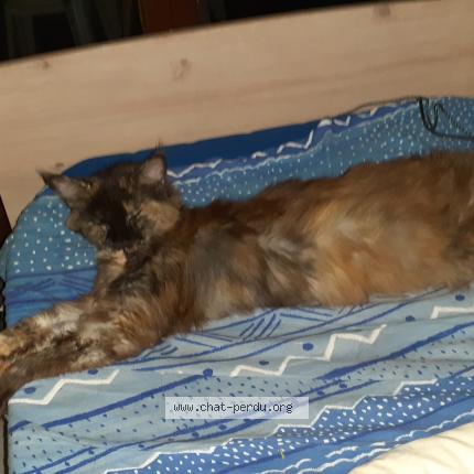 Foto 1/1 Nisia Chat perdido en Teille