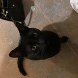 Foto de gato encontrado en Rennes