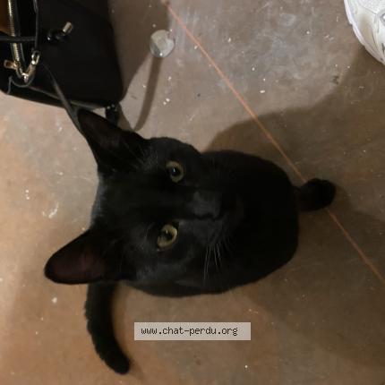 Foto 1/1 Gato encontrado Encontrado en Rennes