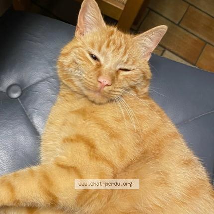 Foto 1/1 Simba Chat perdido en Beine