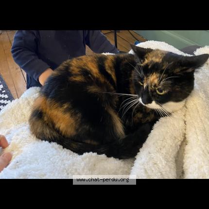 Foto 1/1 Prunelle Chat perdido en Tours