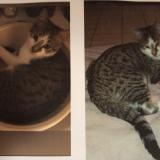 Foto del gato perdido en Salindre