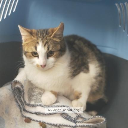 Foto 1/1 Zara Chat perdido en Belleville sur saone