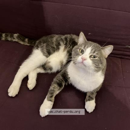 Foto 1/1 Gato encontrado Encontrado en Macon