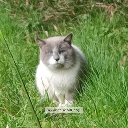 Foto 1/1 Gato encontrado Encontrado en Bayonne
