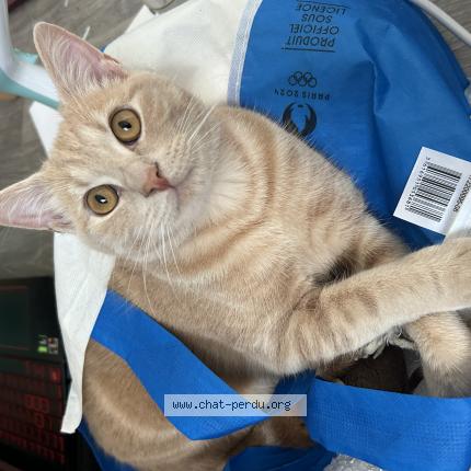 Foto 1/1 Kiwi Chat perdido en Lille