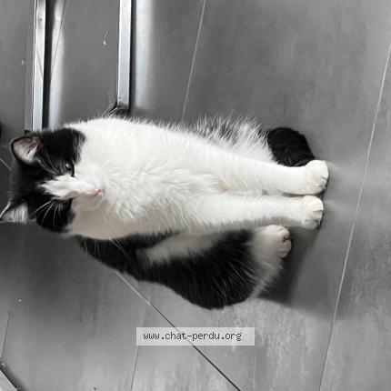 Foto 1/1 Sushi Chat perdido en Geudertheim