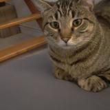 Foto del gato perdido en Bouillargues