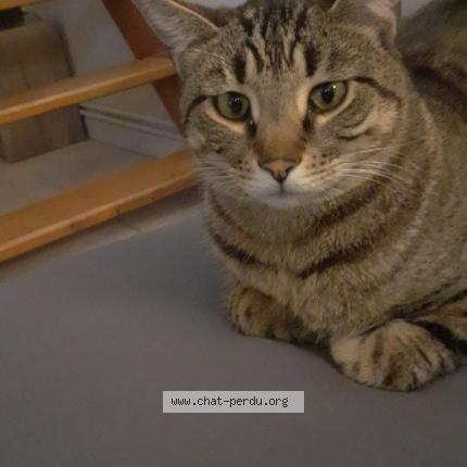 Foto 1/1 TEACH Chat perdido en Bouillargues