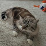 Foto del gato perdido en Sessenheim