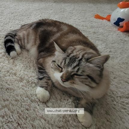 Foto 1/3 Grizou Chat perdido en Sessenheim