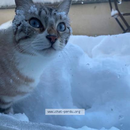 Foto 2/3 Grizou Chat perdido en Sessenheim