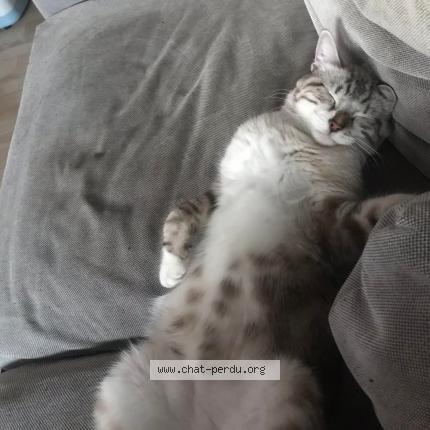 Foto 3/3 Grizou Chat perdido en Sessenheim