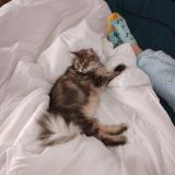 Foto del gato perdido en Wassy