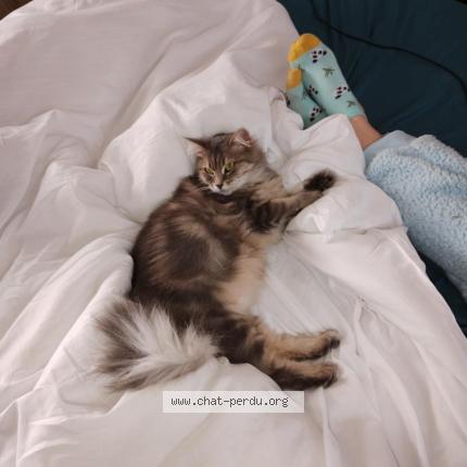 Foto 1/1 Chanel Chat perdido en Wassy