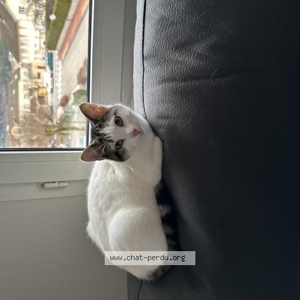 Foto 1/1 Kira Chat perdido en Bellignat