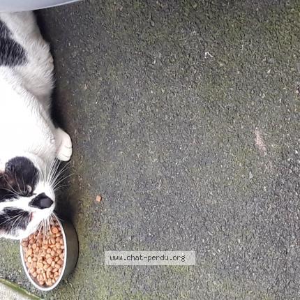 Foto 1/1 Gato encontrado Encontrado en Niort