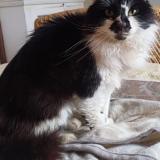 Foto de gato encontrado en Clermont 40