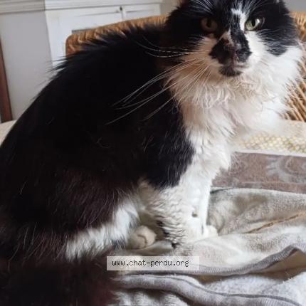 Foto 1/1 Gato encontrado Encontrado en Clermont 40