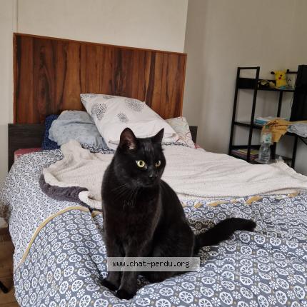 Foto 1/1 Suna Chat perdido en Lamotte warfuse