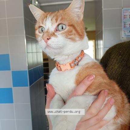 Foto 1/1 Gato encontrado Encontrado en Villeneuve d ascq