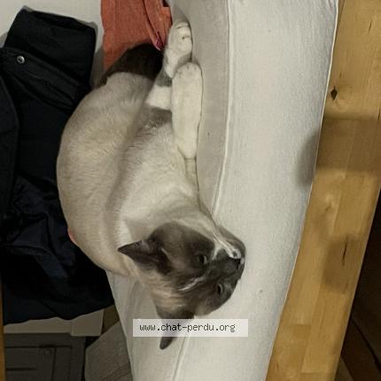 Foto 1/1 Alaska Chat perdido en Forest sur marque