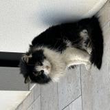 Foto de gato encontrado en Domagne