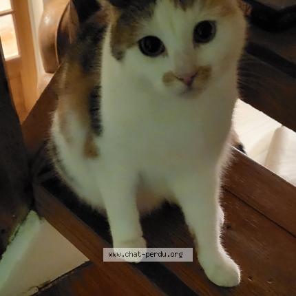 Foto 1/1 Cookie Chat perdido en Crepand