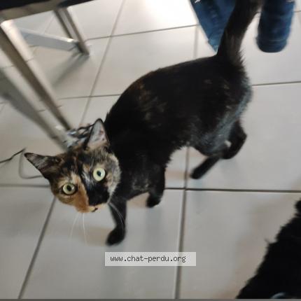 Foto 1/1 Cruella Chat perdido en Tours