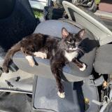 Foto del gato perdido en Moustoir Remungol