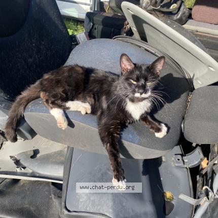 Foto 1/1 Thalès Chat perdido en Moustoir remungol