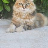 Foto del gato perdido en Marguerittes