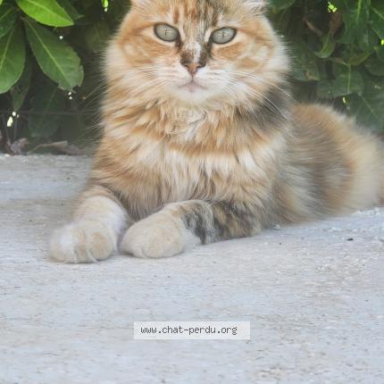 Foto 1/1 MAYA Chat perdido en Marguerittes