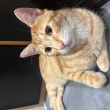 Foto del gato perdido en Agen