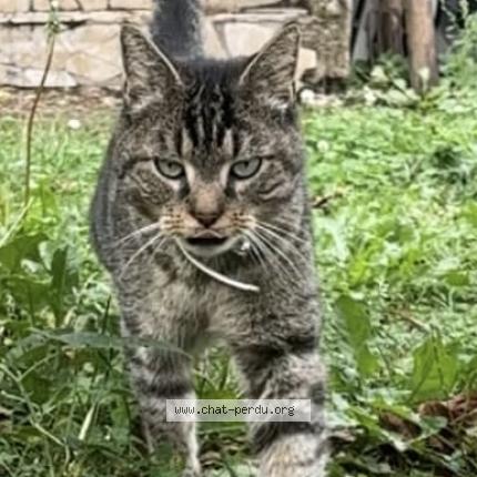 Foto 1/1 Fripouille Chat perdido en Champigny