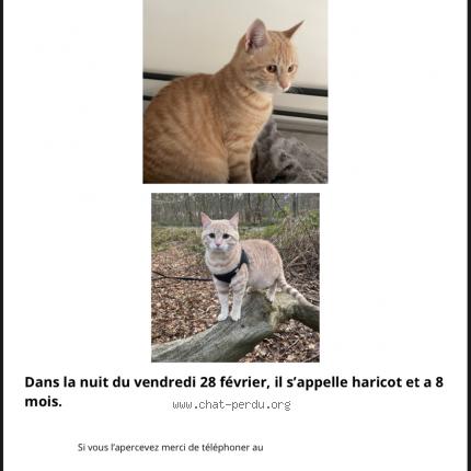 Foto 1/1 Arico Chat perdido en Rouen