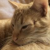 Foto del gato perdido en Agen