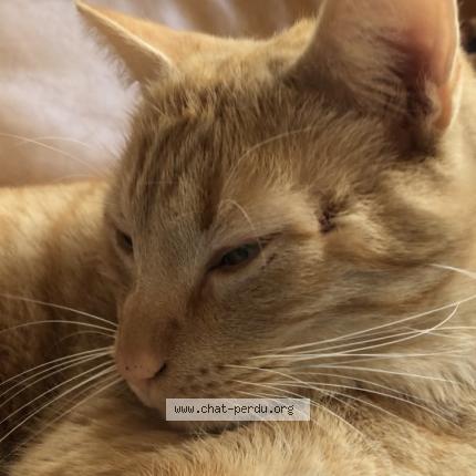 Foto 1/1 Donald Chat perdido en Agen